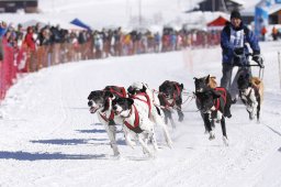 Lenk 2013
